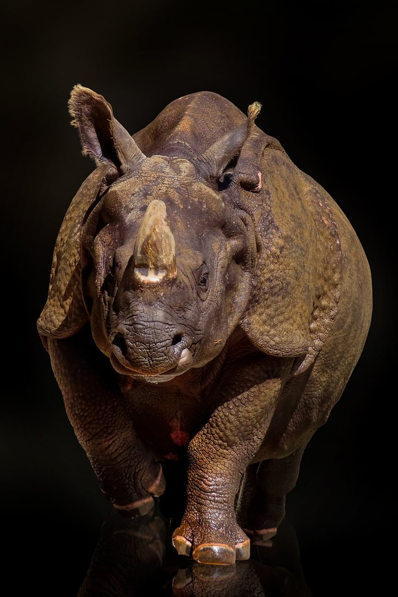 The Rhinoceros by Albrecht Dürer